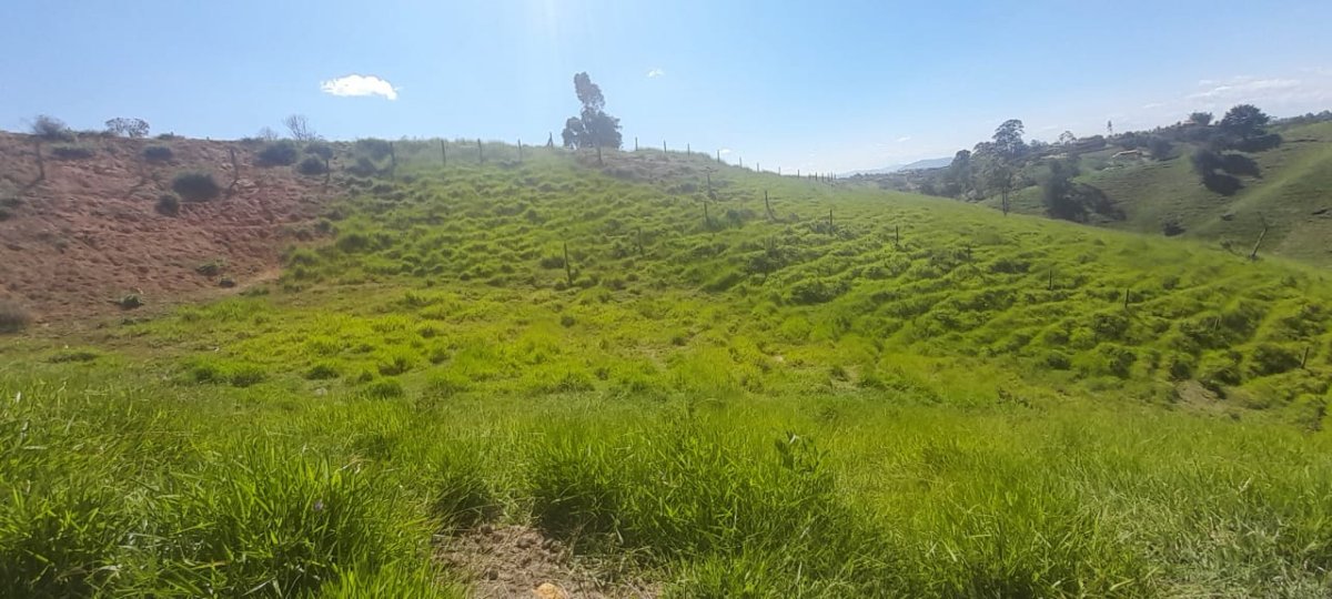Lote - Foto 14
