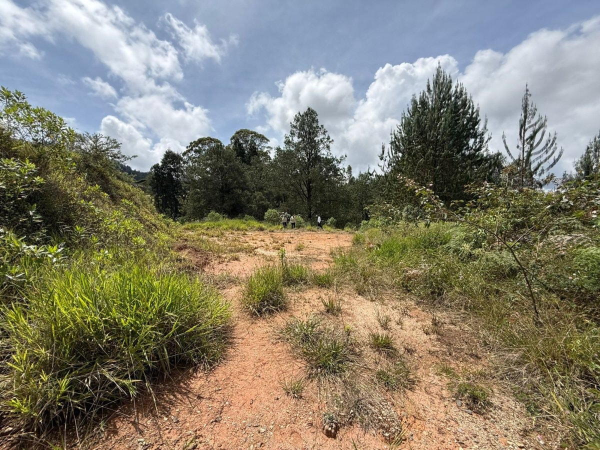 Lote - Foto 5