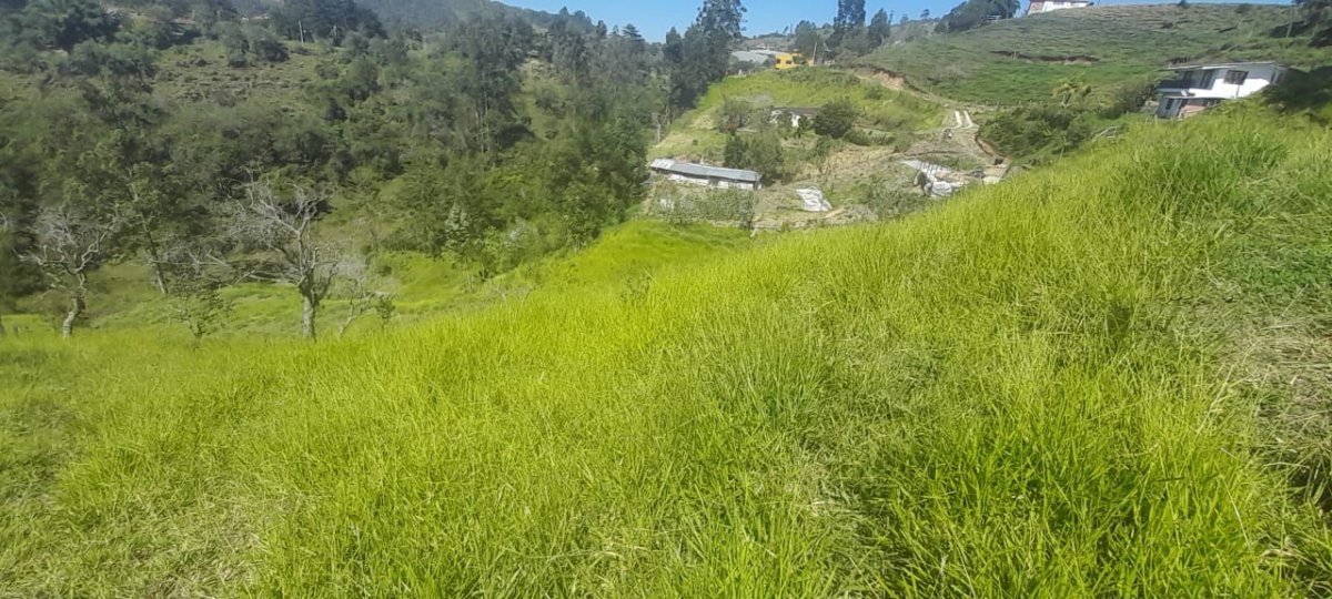 Lote - Foto 13