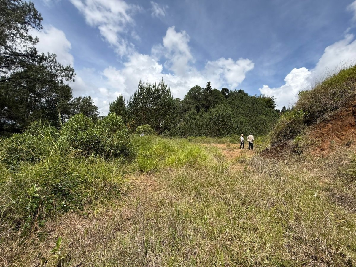 Lote - Foto 3