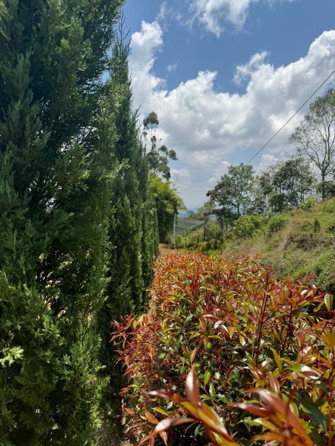 Lote - Foto 6