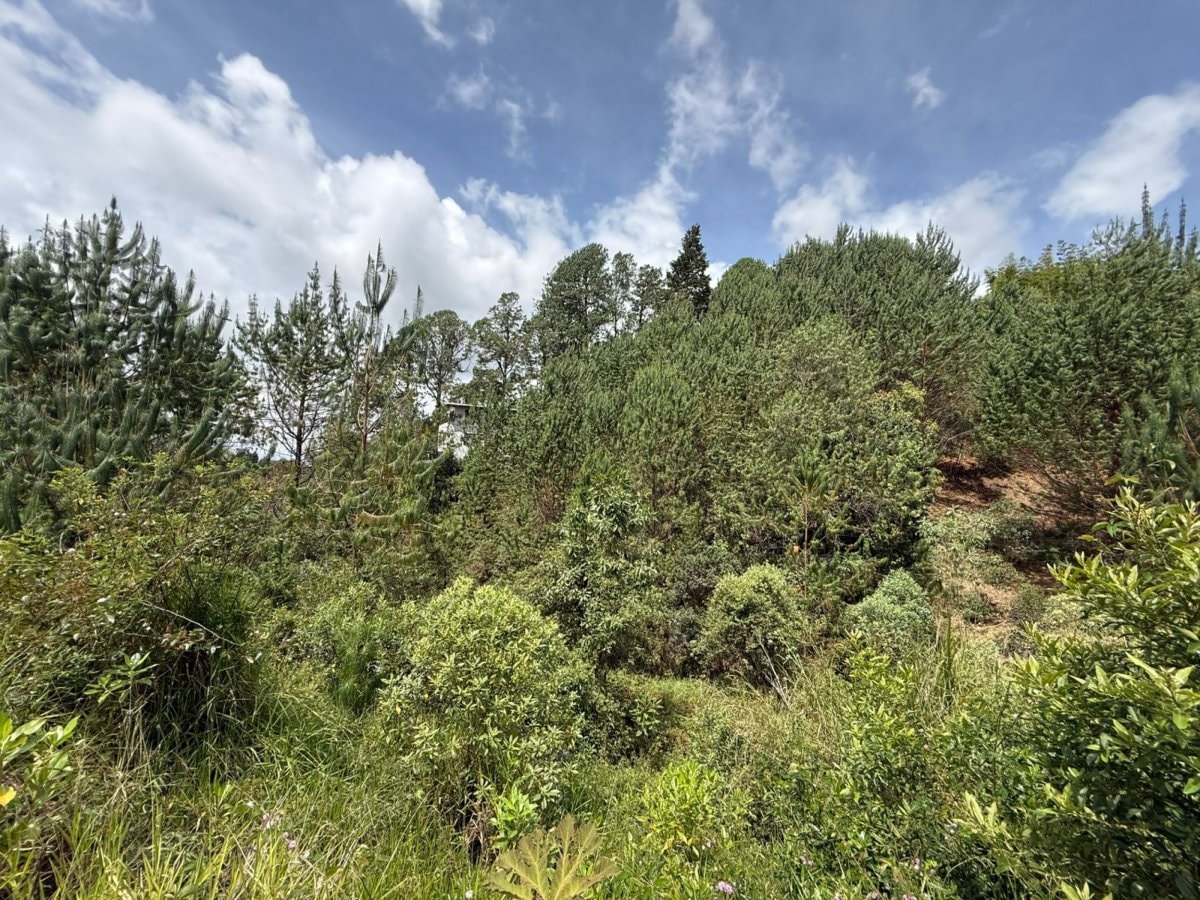 Lote - Foto 2
