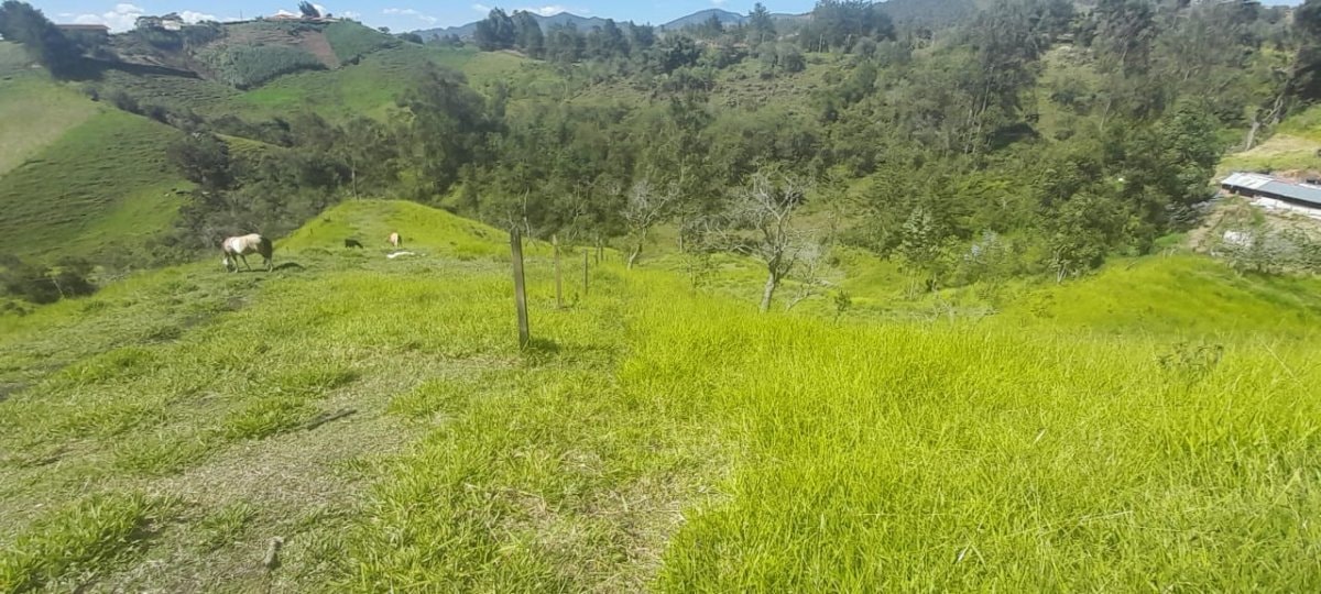 Lote - Foto 12